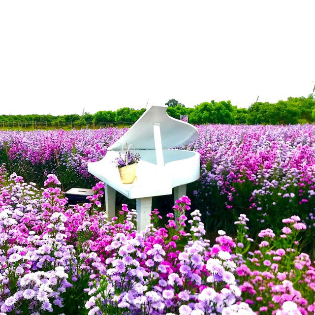 🌸 สวนดอกไม้ป้านกเอี้ยง