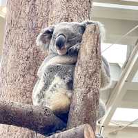 平川動物園-温泉、美景、可愛的動物，三者兼得