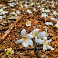 【苗栗】九華山梧桐花盛開，適合觀賞和拍照