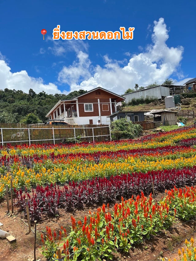 📍 ยิ่งยงสวนดอกไม้ 