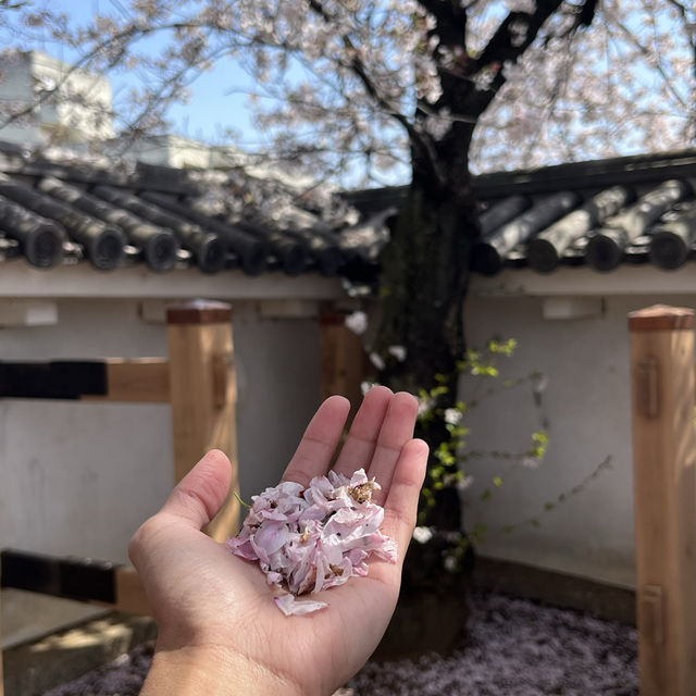 Kofu Castle is a Hidden gems in Japan 🇯🇵 