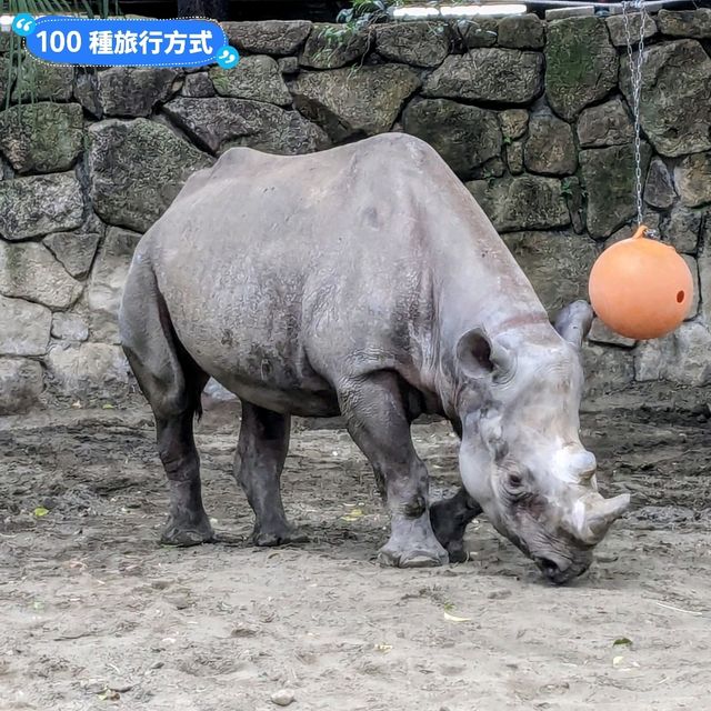 日本東京-大人小孩都喜歡的動物明星：上野動物園