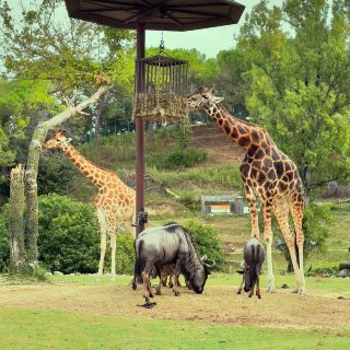 An Immersive Safari Experience