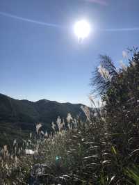 놓칠 수 없는 가을 억새 최고명소🍂 울산 간월재