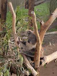 🇦🇺墨爾本旅行·體驗被袋鼠包圍的感覺🦘