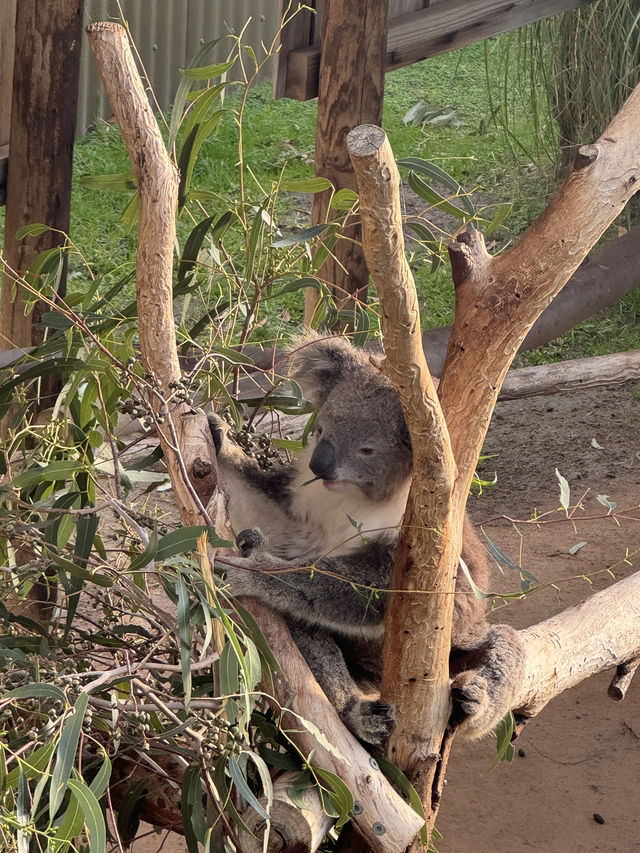 🇦🇺墨爾本旅行·體驗被袋鼠包圍的感覺🦘