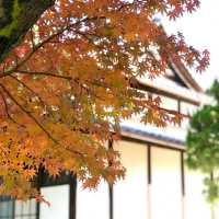 Tenrikyo Oyasatoyakata จุดถ่ายรูปใบไม้แดงญี่ปุ่น
