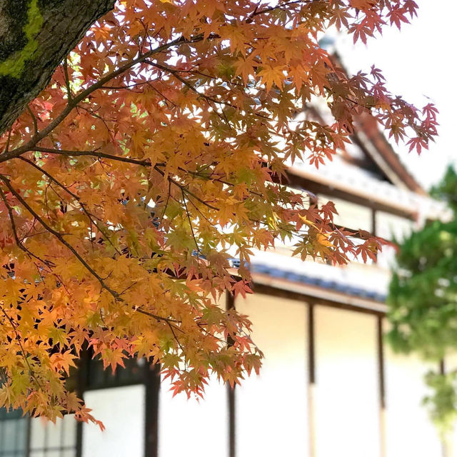 Tenrikyo Oyasatoyakata จุดถ่ายรูปใบไม้แดงญี่ปุ่น