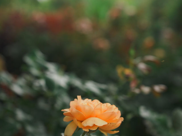 【横浜観光】花と緑に囲まれた癒しの空間「横浜イングリッシュガーデン」🌸🌿
