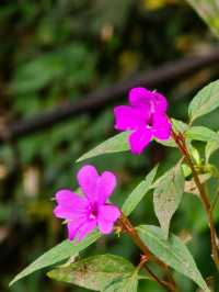 อุทยานแห่งชาติเขาใหญ่