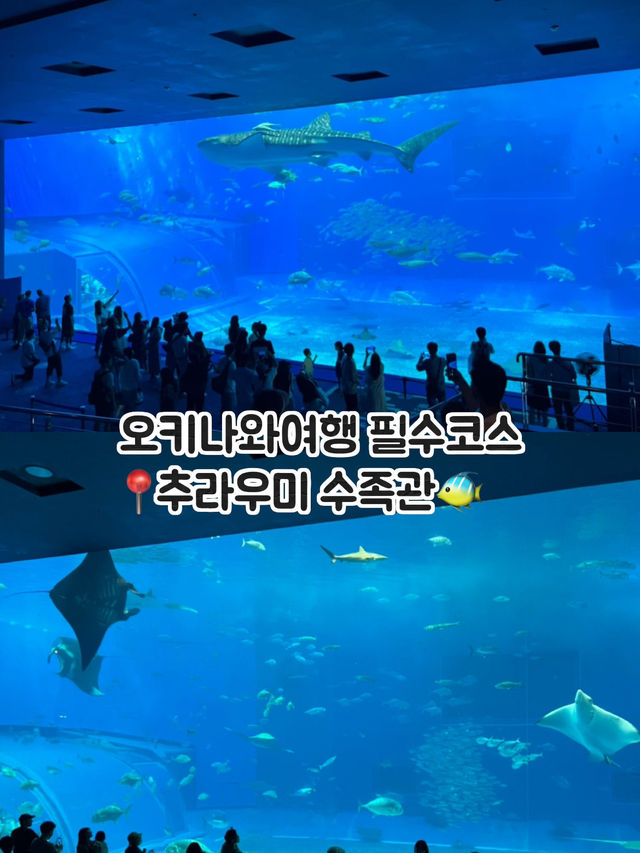 오키나와여행 필수코스📍추라우미 수족관(+인생샷은 덤!)