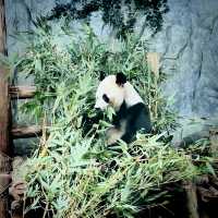 Roaming with Giants: A Wild Day at Shenzhen Safari Park!