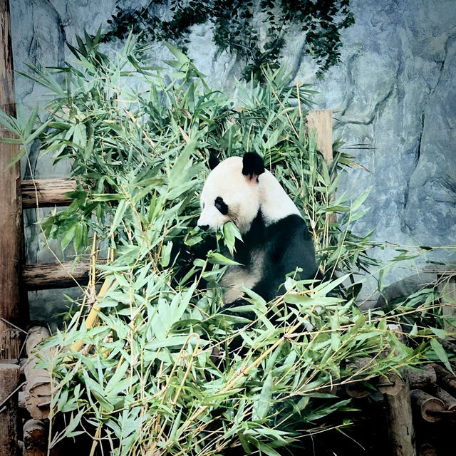 Roaming with Giants: A Wild Day at Shenzhen Safari Park!
