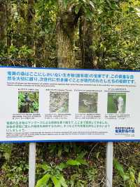 【奄美大島】金作原