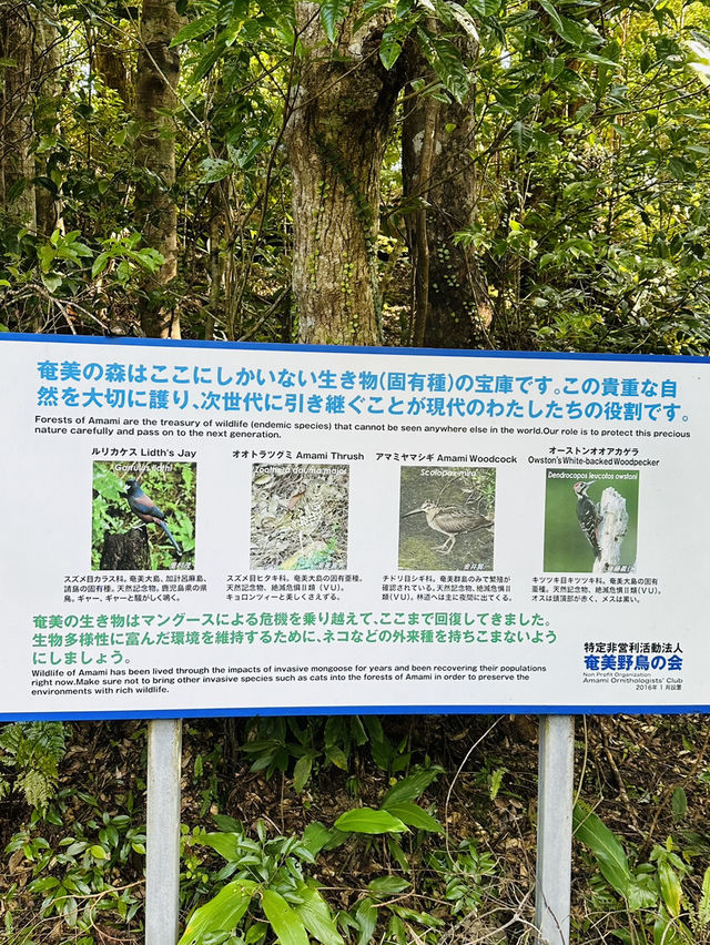 【奄美大島】金作原
