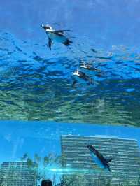 【東京🇯🇵】空飛ぶペンギンを見に行こう🐧