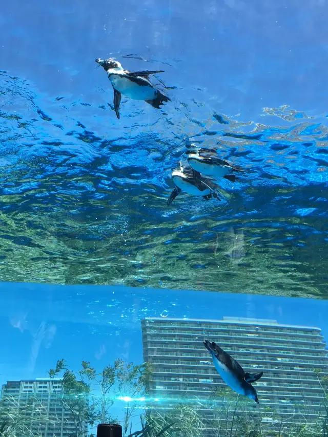 【東京】去看飛翔的企鵝吧