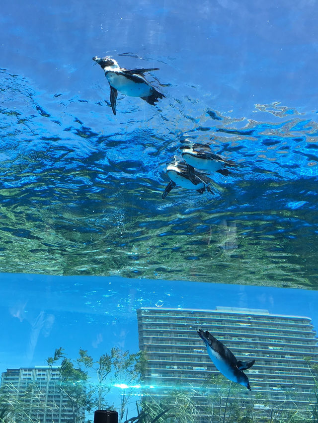 【東京🇯🇵】空飛ぶペンギンを見に行こう🐧