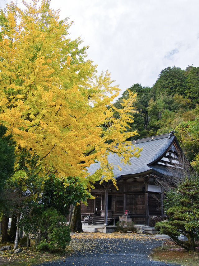 【ここ行って】本当は教えたくない🙅眺めもいい🤩山の上で見るイチョウ✨