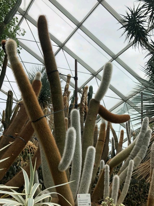 Guinness World Record for World’s Largest Glass Greenhouse 🇸🇬