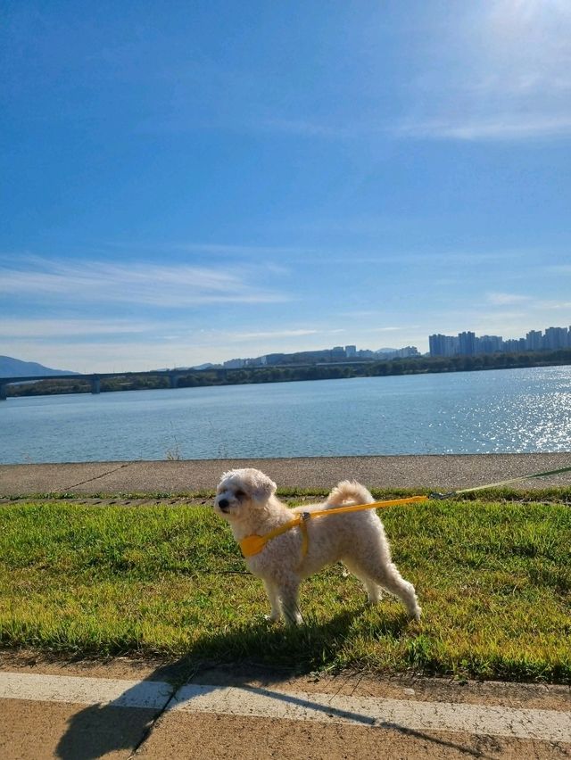 자작나무 숲길이 아름다운 남양주 한강 힐링 장소🏞