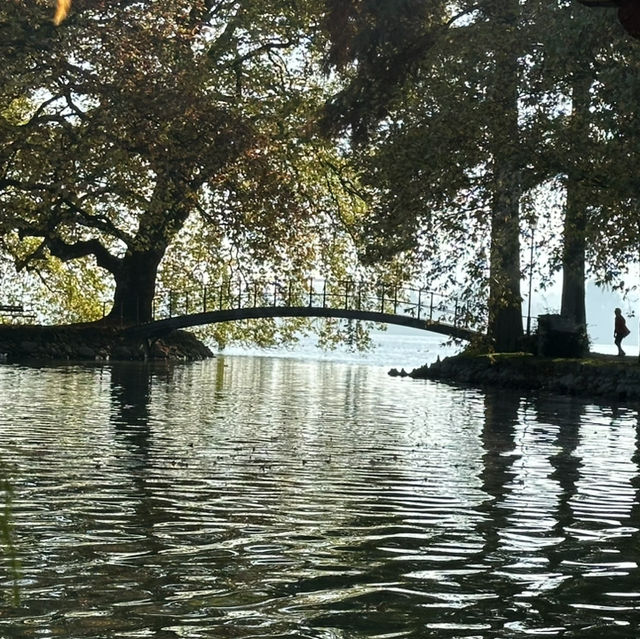 楚格湖畔的美麗公園
