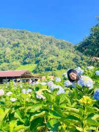 สวนดอกไม้ฤดูหนาว