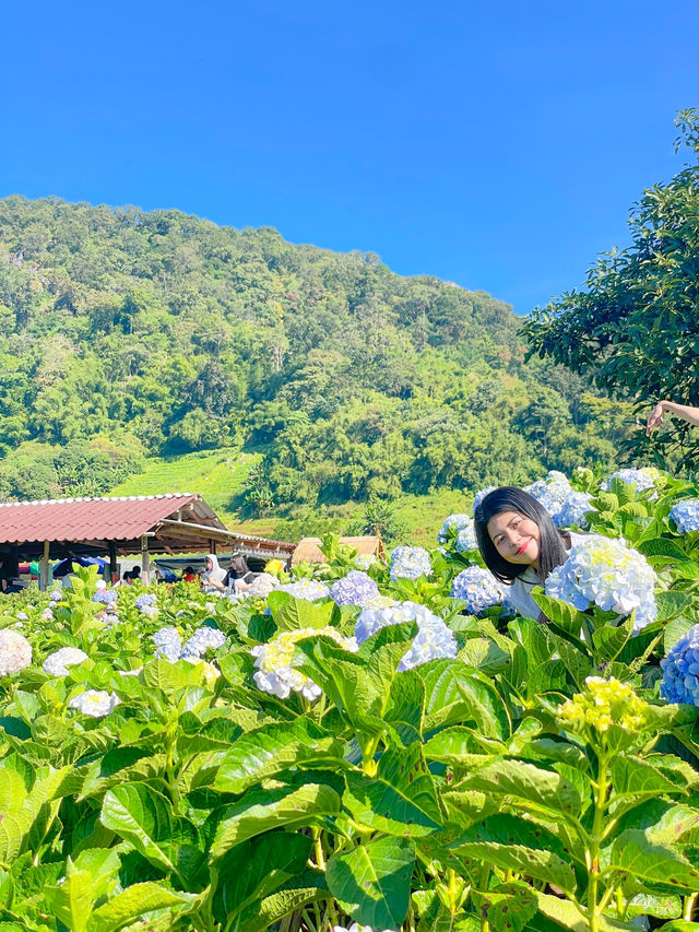สวนดอกไม้ฤดูหนาว