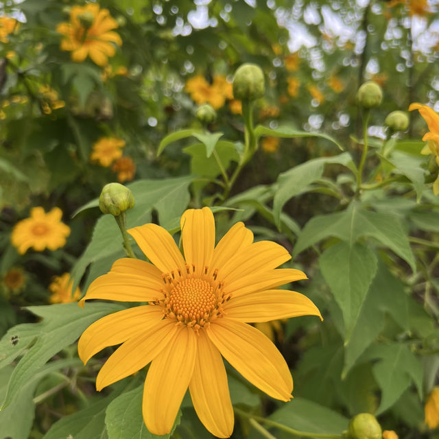 ดอกบัวตองบานแล้วจ้า🌼🌼