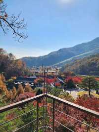 👍 🍃인간과 자연의 조화 힐링 화담숲 🌼