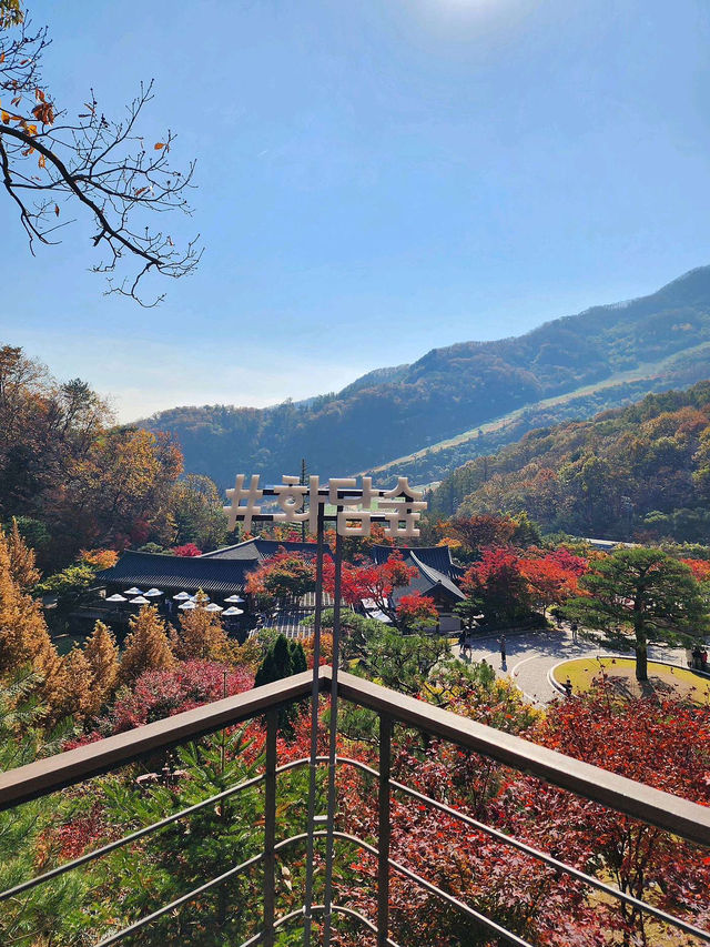 👍 🍃인간과 자연의 조화 힐링 화담숲 🌼