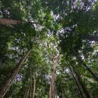 A Journey Through Mossman Gorge
