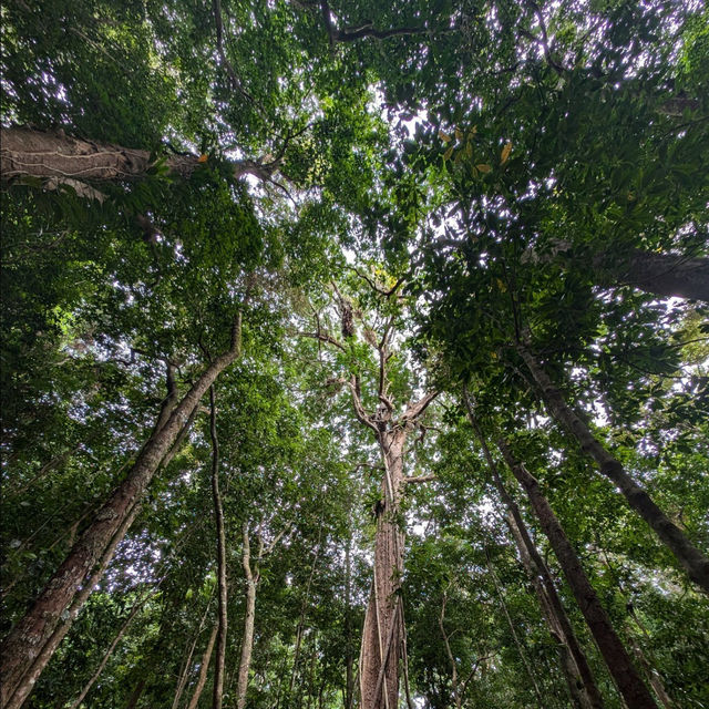 A Journey Through Mossman Gorge