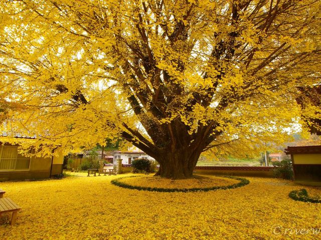 【島根県】圧巻の金色絨毯！浄善寺の大銀杏