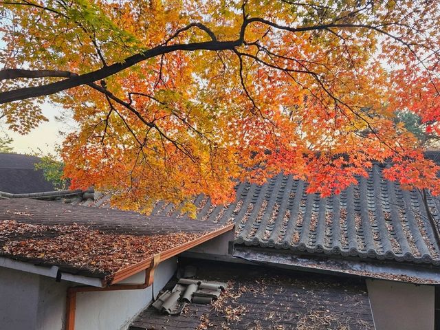 The magnificient autumn foliage at Gilsangsa