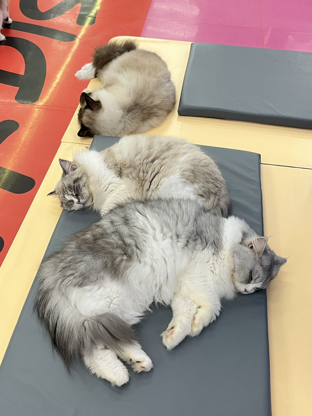 與貓🐱共度的悠閒下午