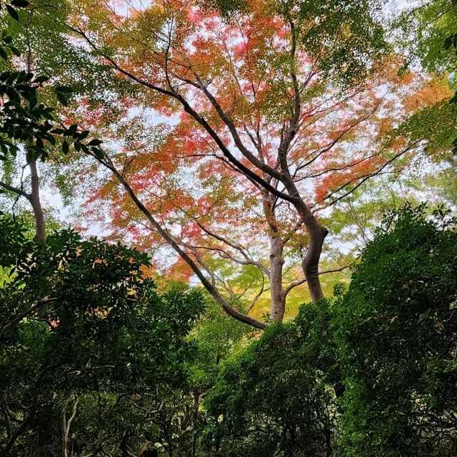 賞楓心靈之旅