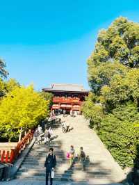 【神奈川県/鎌倉　生命力を感じる”大銀杏”の紅葉が美しい『鶴岡八幡宮』】