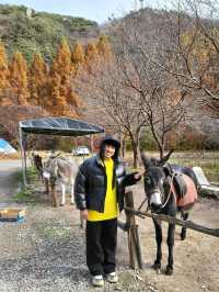 인생샷 포토존이 있는 대전 가을여행