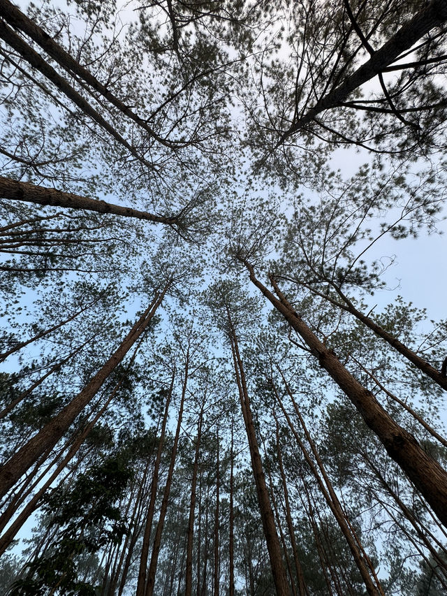 ทุ่งแสลงหลวง | จ.เพชรบูรณ์ 🏕️🌿🦌✨