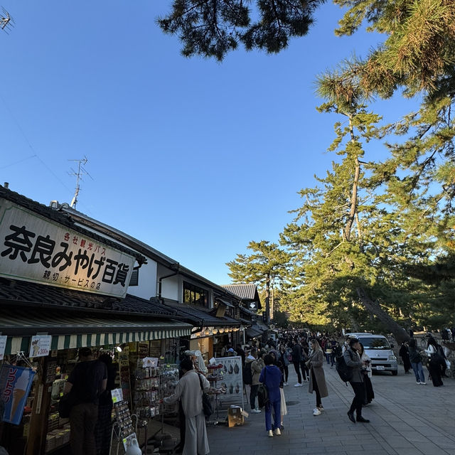 No trip to Nara is complete without visiting the Nara Park!