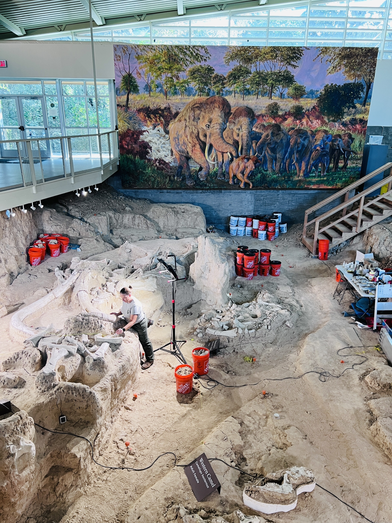 [Waco旅遊］Waco Mammoth National Monument🦣