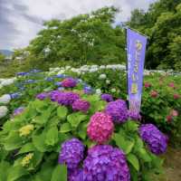 天拜山歷史自然公園，四季都可以觀賞到花卉自然風景的公園.