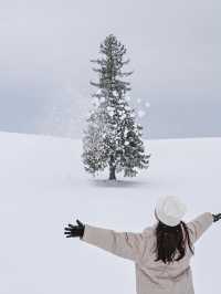 【北海道/美瑛】冬に行くべきおすすめ絶景スポット☃️