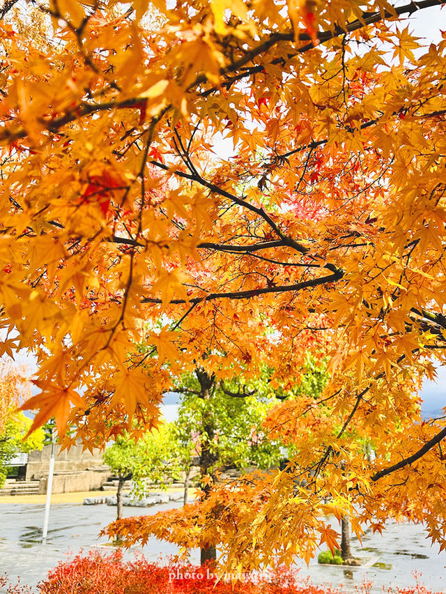 メタセコイアやもみじの紅葉が美しい公園【福井】