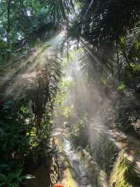 Escape to Nature: Hiking Bukit Gasing's Serene Trails