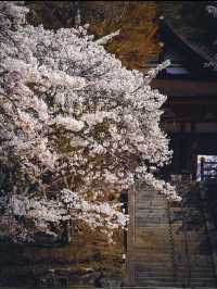 【春の談山神社】奈良の桜と歴史の絶景を満喫！