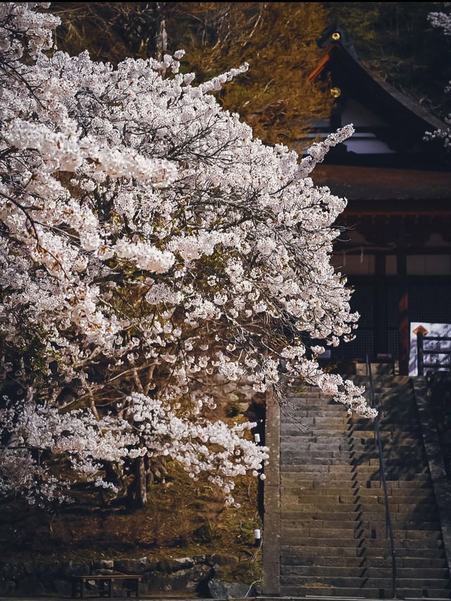 【春の談山神社】奈良の桜と歴史の絶景を満喫！