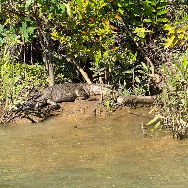 Daintree National Park, Queensland