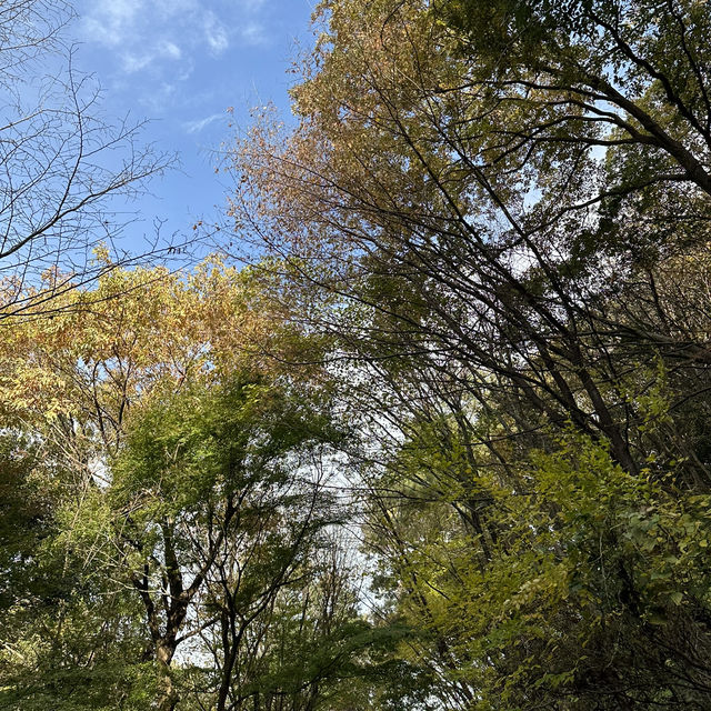 【岐阜観光】岐阜の自然を満喫できる絶景スポット